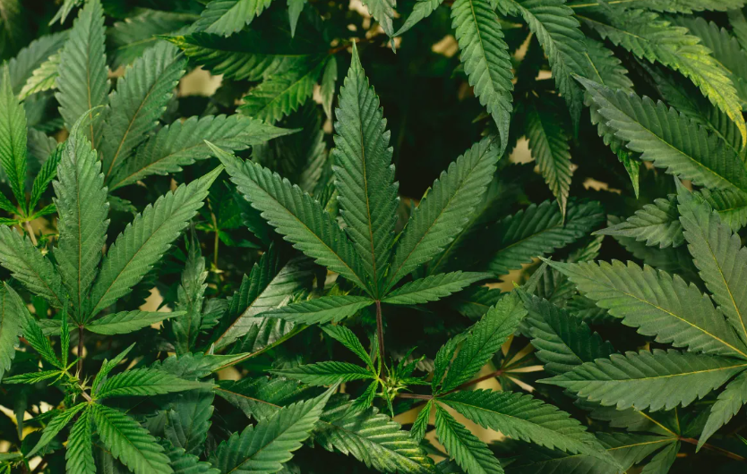 Usar maconha na adolescência predispõe a transtornos mentais, diz estudo com mais de 460 mil jovens