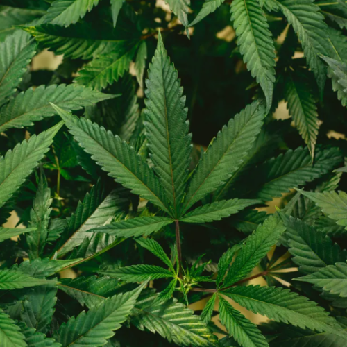 Usar maconha na adolescência predispõe a transtornos mentais, diz estudo com mais de 460 mil jovens