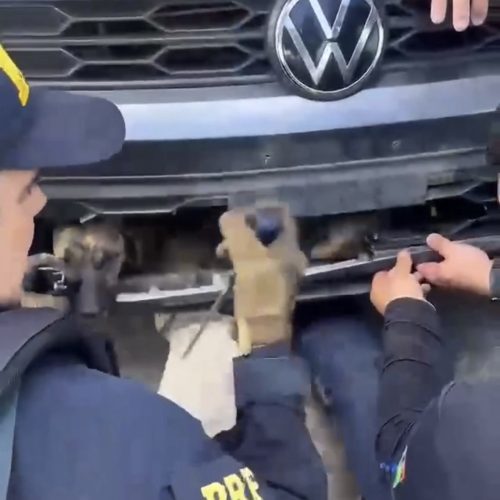 Resgate inusitado na BR-101: PRF salva cachorro preso em para-choque de carro em São José de Mipibu